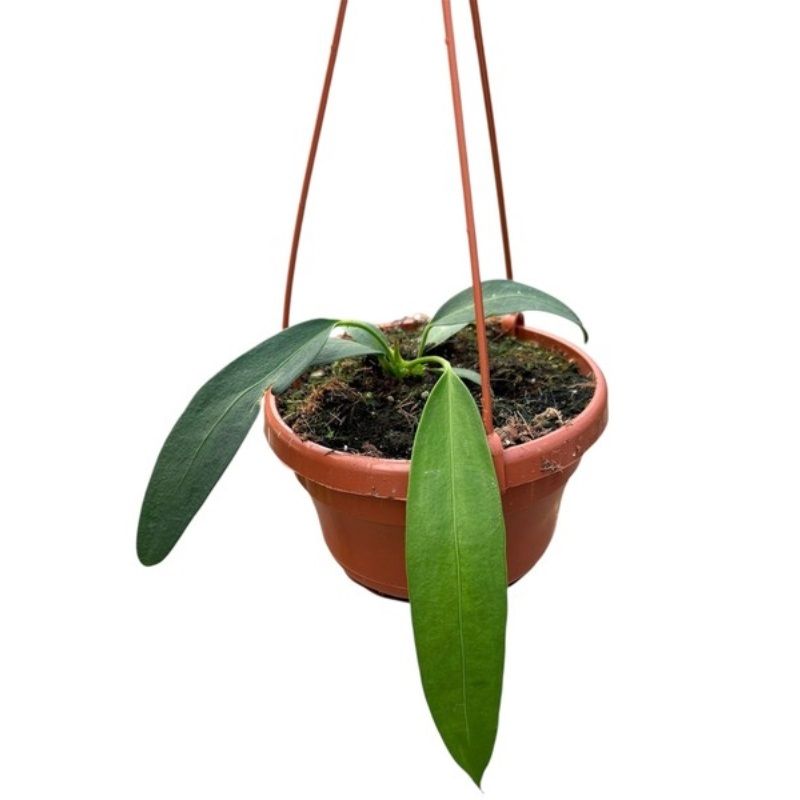 Anthurium Wendlingeri 14cm