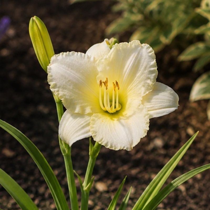 Hemerocallis 'White Lemonade' 2 Litre
