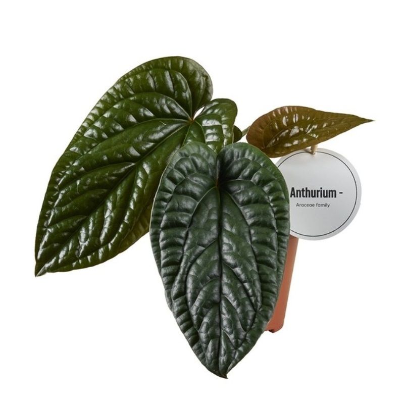 Anthurium luxurians x radicans 12cm