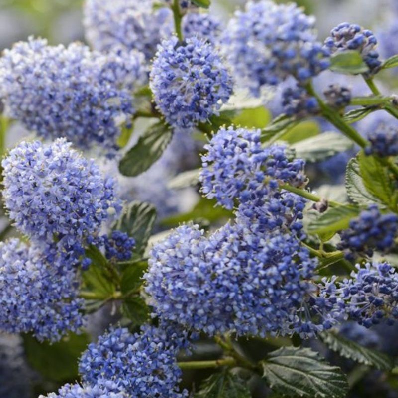 Ceanothus thyrsiflorus var. repens 3 Litre