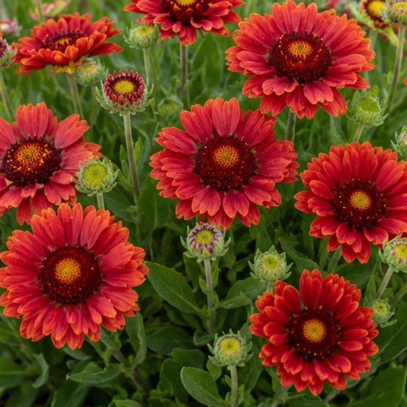 Gaillardia 'Guapa Red' 3 Litre
