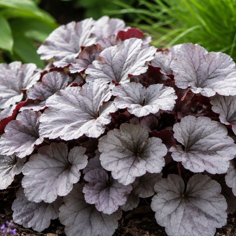 Heuchera 'Silverberry' 2 Litre