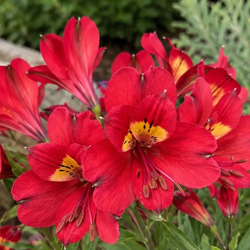 Alstroemeria 'Summer Pepper' 3 Litre