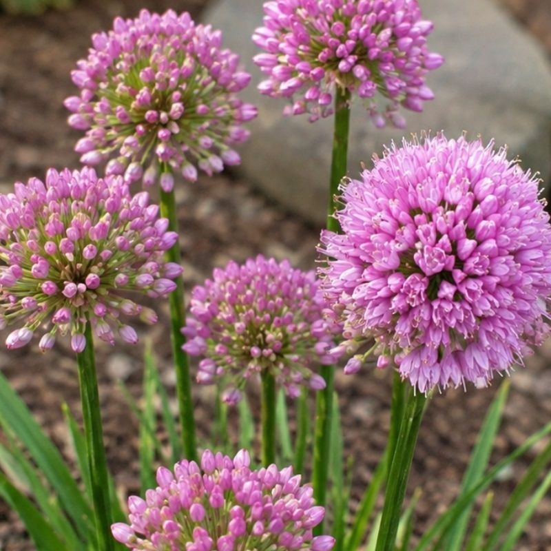 Allium 'Millenium' 3 Litre
