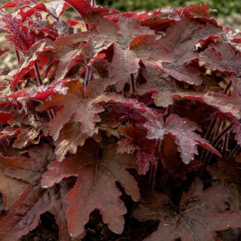 Heucherella 'Red Rover' 2 Litre