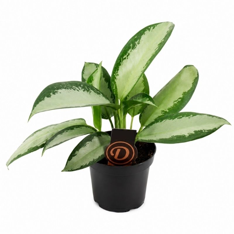 Aglaonema 'Silver Blue' 12cm