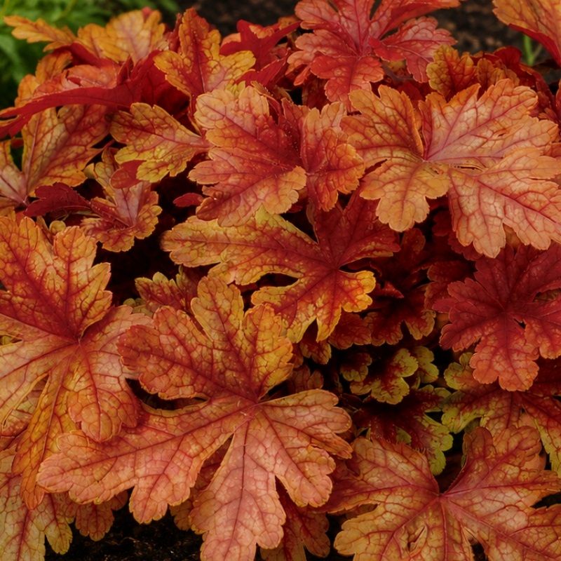 Heucherella 'Buttered Rum' 2 Litre