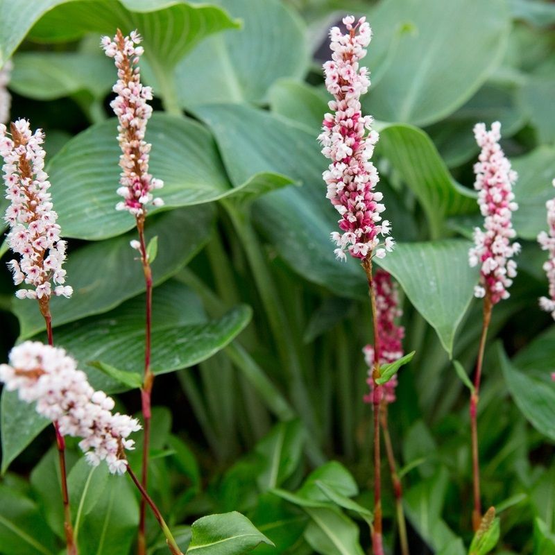 Persicaria affinis 'Superba' 2 Litre