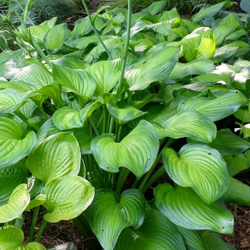 Hosta 'Gucamole' 2 Litre