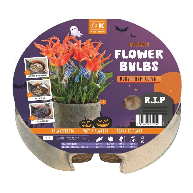 Kapiteyn Ready-To-Plant Halloween Tray (Tulipa & Muscari)