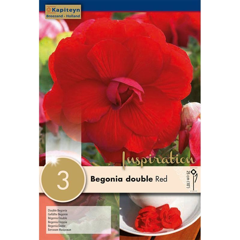 Begonia Double Red