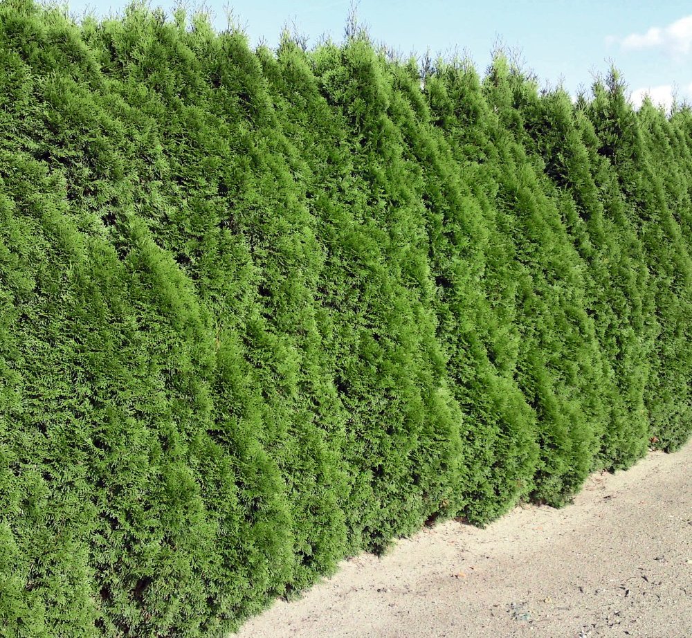 Thuja occ. 'Smaragd' 100/125 - [ERROR] 'category' record not available -  Arboretum Garden Centre