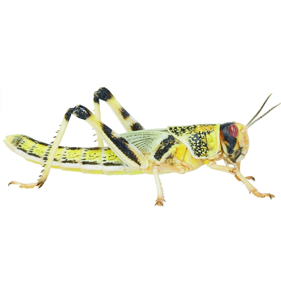 Medium Locusts - Pack of 15