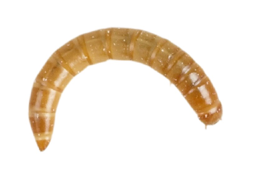 Live Mealworm 60g
