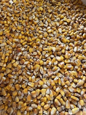 Dr Green Whole Maize 25Kg