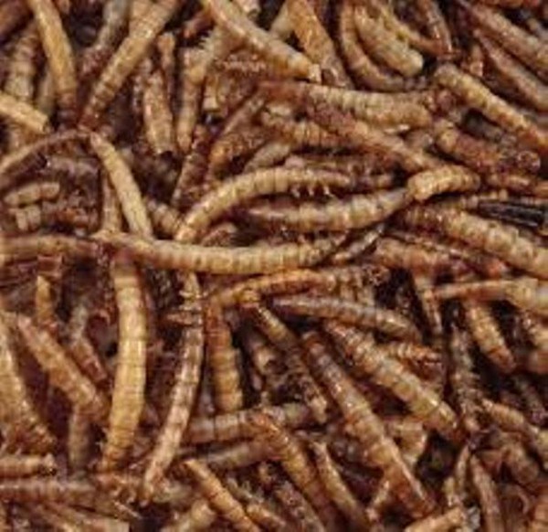 Mealworms 12.55kg