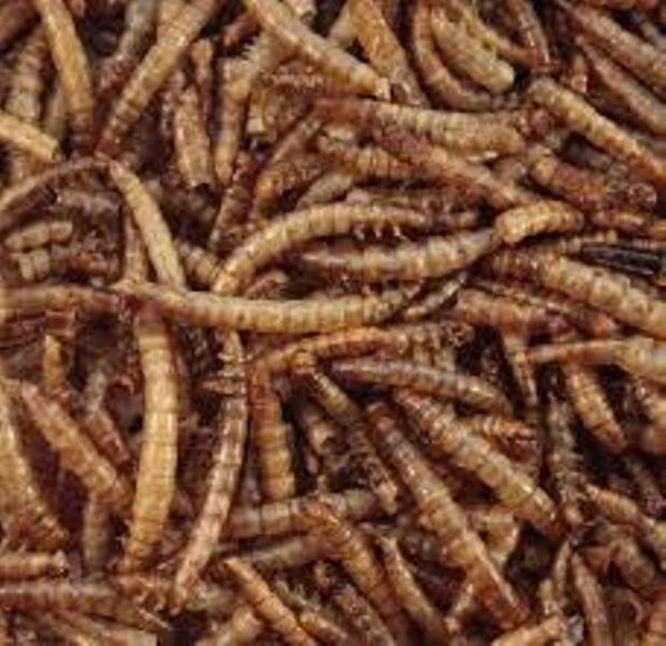 Berry Dried Mealworms 1kg
