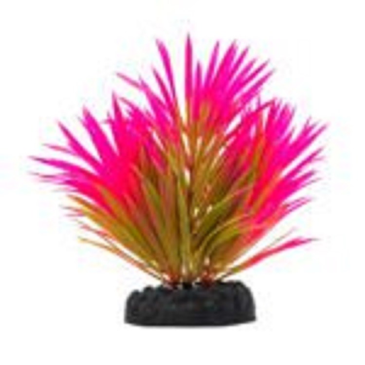 Aqua Spectra Lilaeopsis Plant Pink