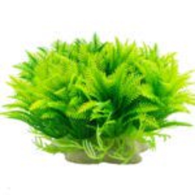 Aqua Spectra Myriophyllum Plant Green 14cm