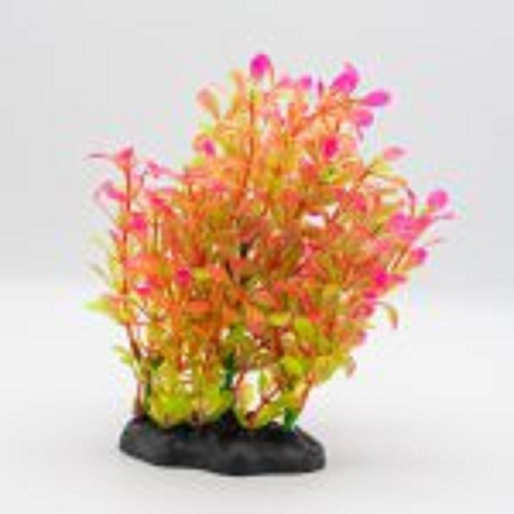 AquaSpectra Rotala Plant Pink 15cm