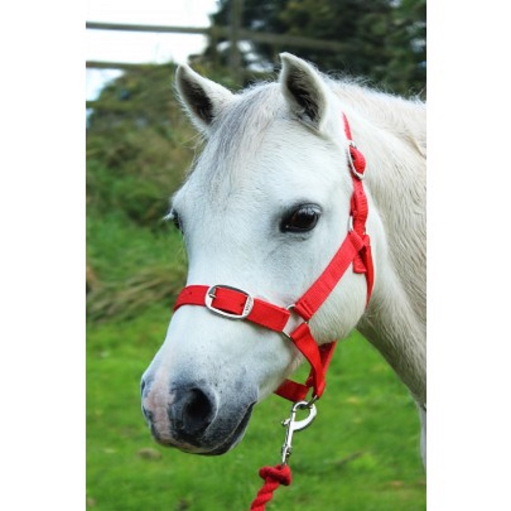 Gallop Headcollar & Leadrope Set Red Pony