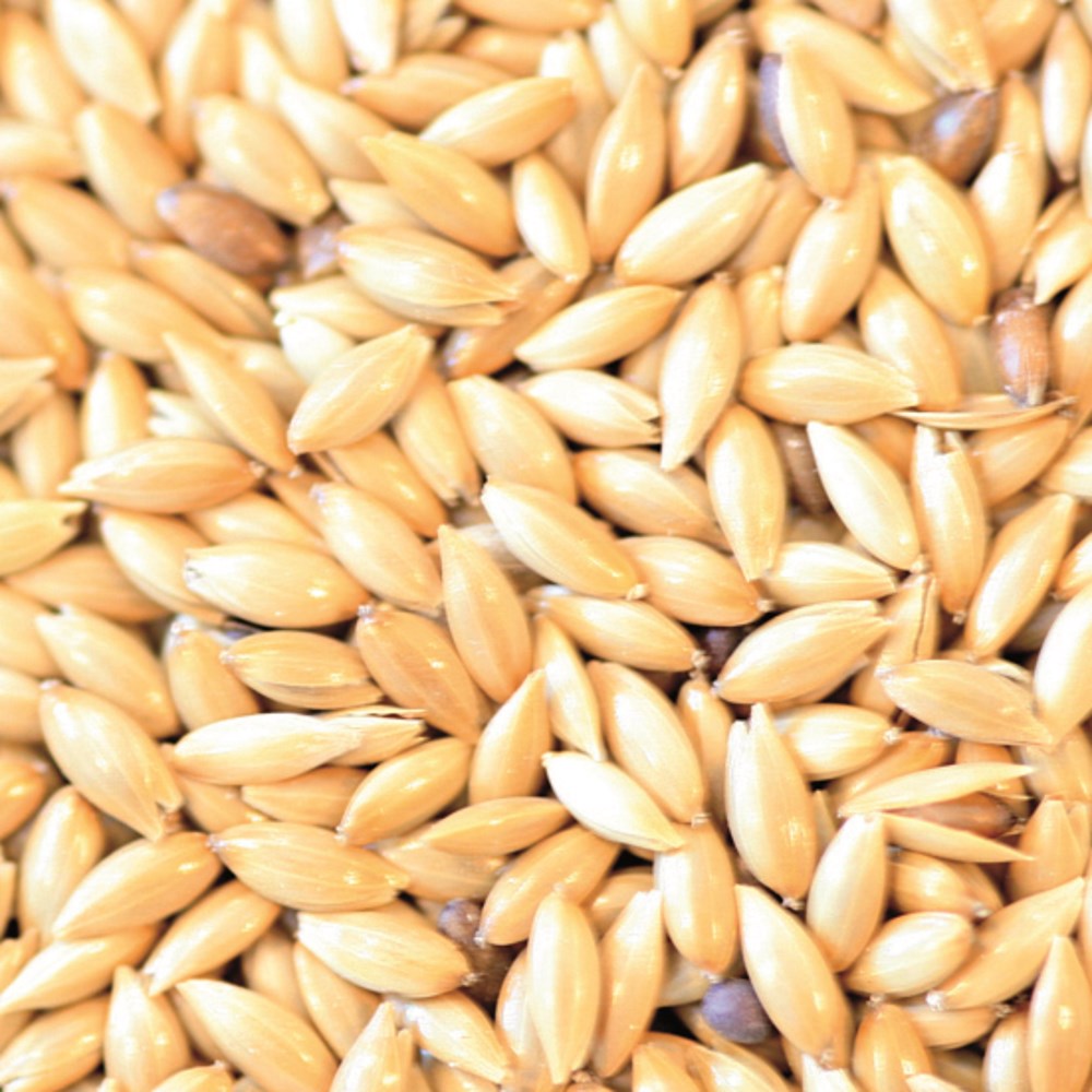 Bucktons Canary Seed 20kg