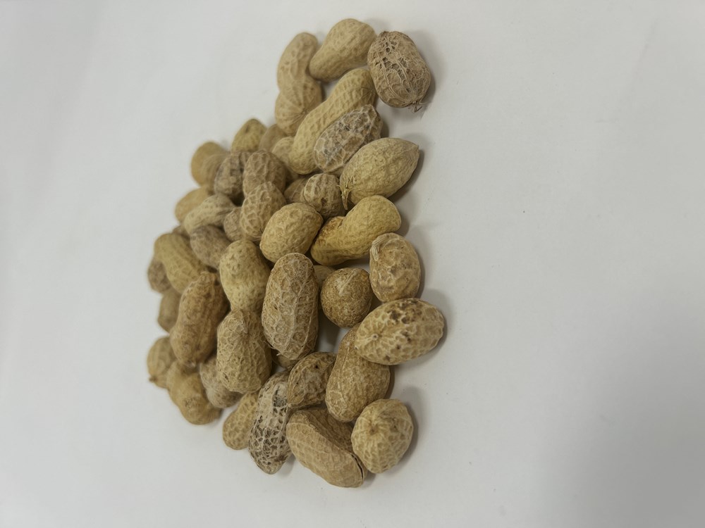 Dr Green Peanut in Shell 1KG