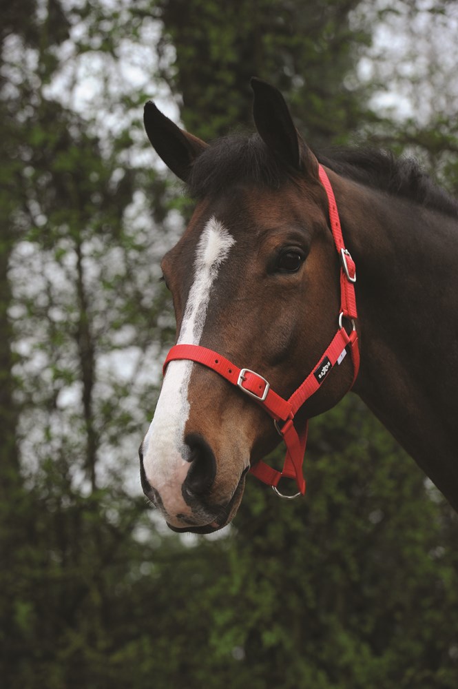 Saxon Economy Headcollar Red - Small Pony