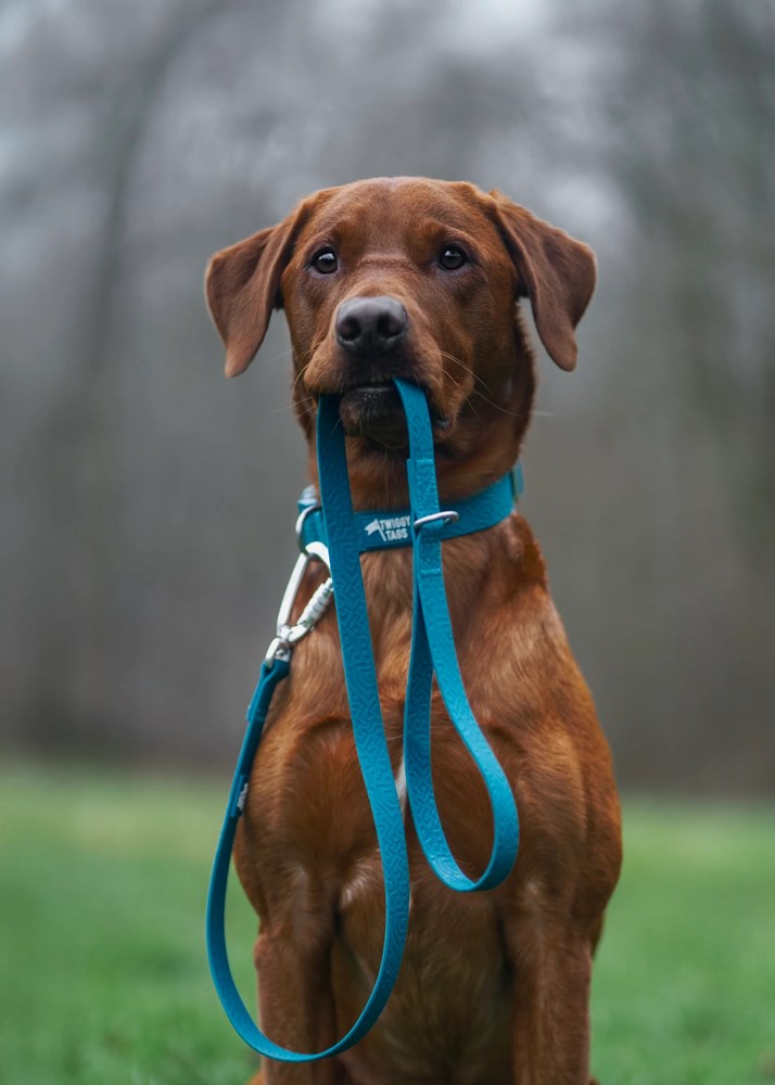 Twiggy Tags Tidal Waterproof Dog Lead Azure