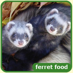 Ferret