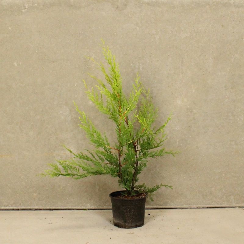 Leylandii Gold 2L