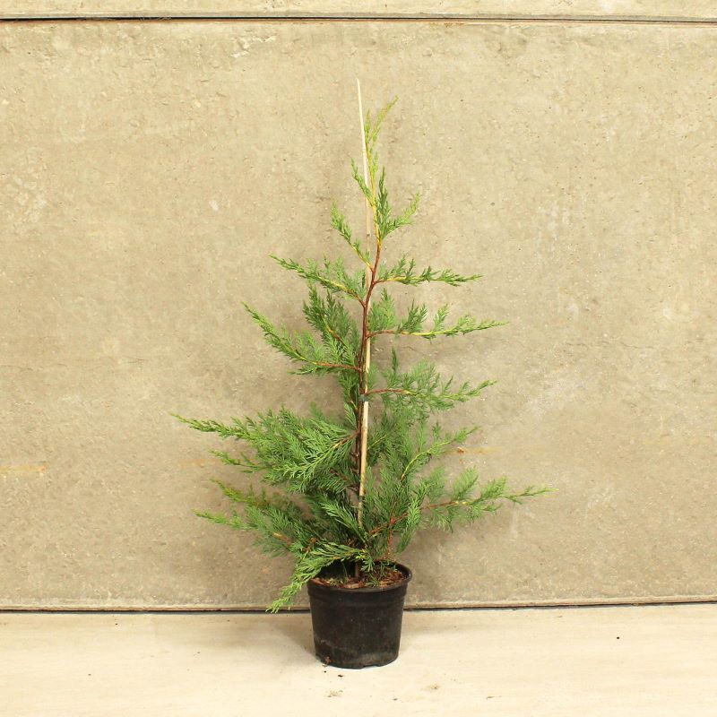 Leylandii Green 2L