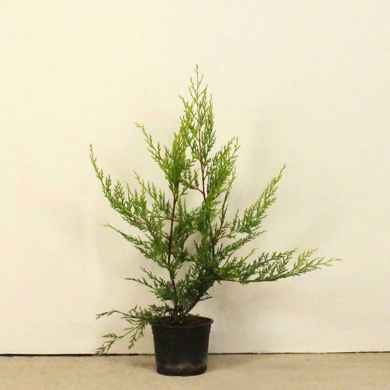 Lleylandii Yellow 2L