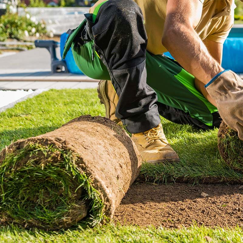 Cultivated Turf 1SQM Roll