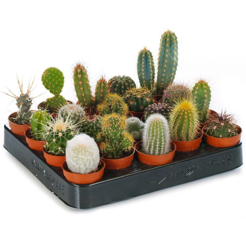 5.5cm Collectors Cacti