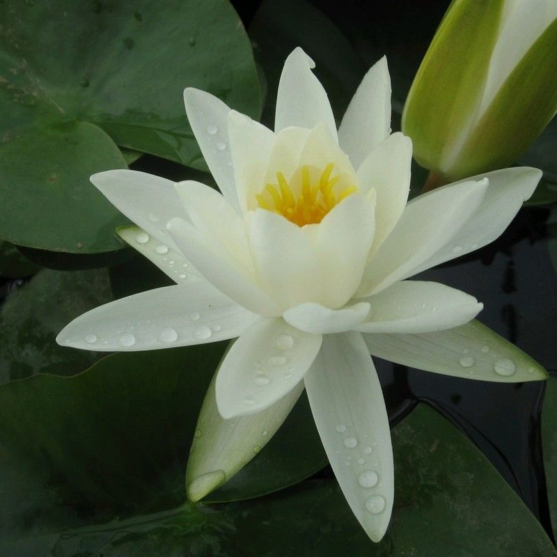 N. Alba 3 ltr