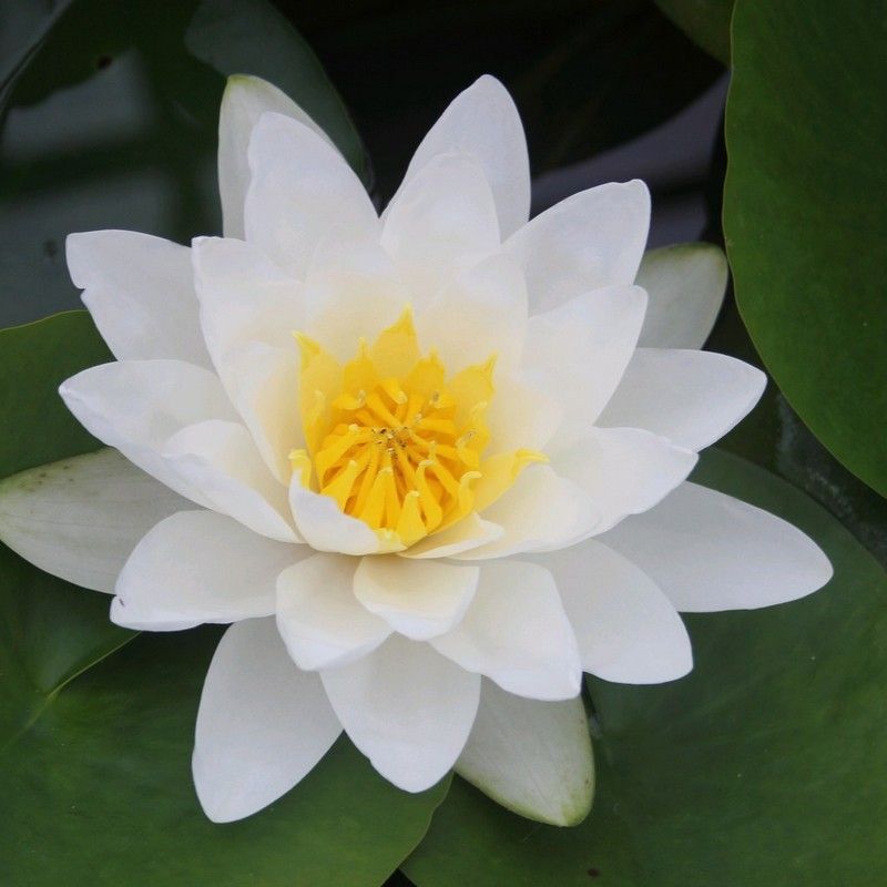 N. Virginalis 3 ltr