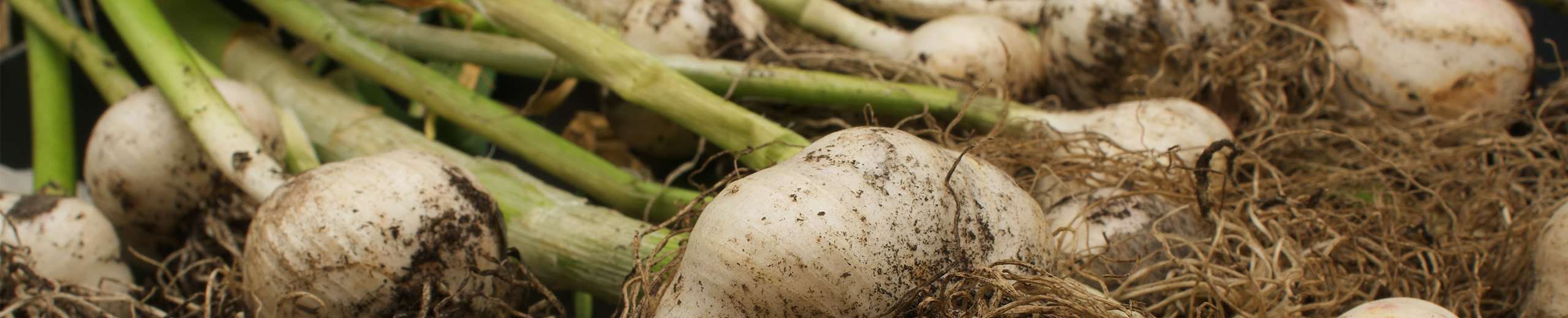 Bulbs