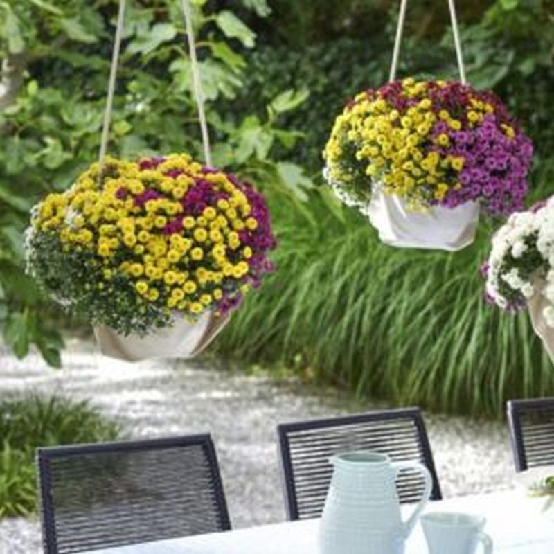 Chrysanthemum Skyfall trio Hollybush