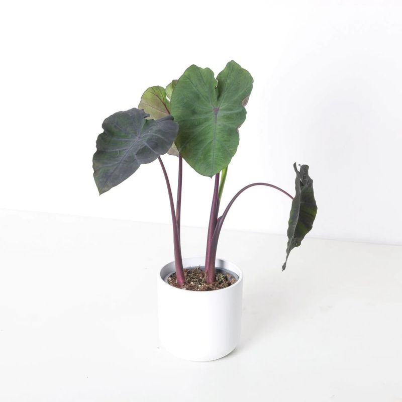 Colocasia Redemption Hollybush