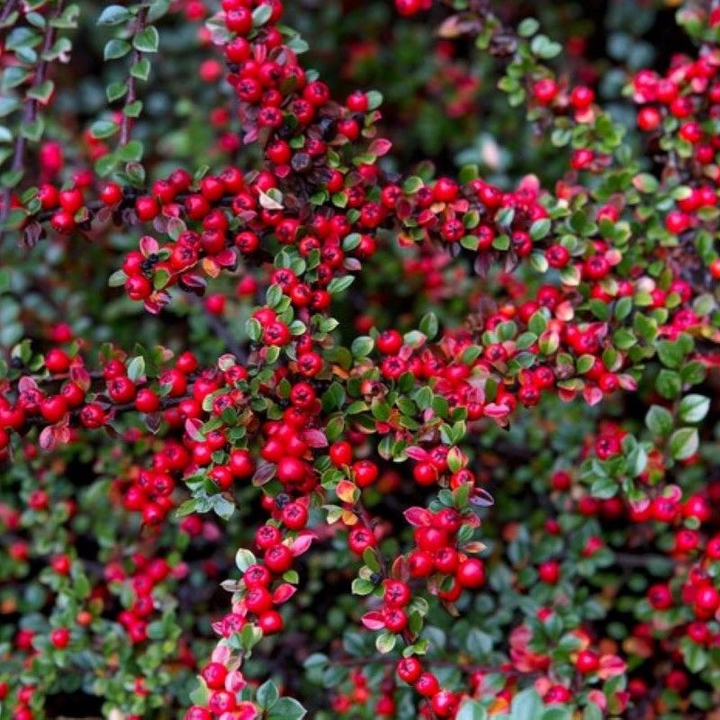 Cotoneaster in cultivars P23