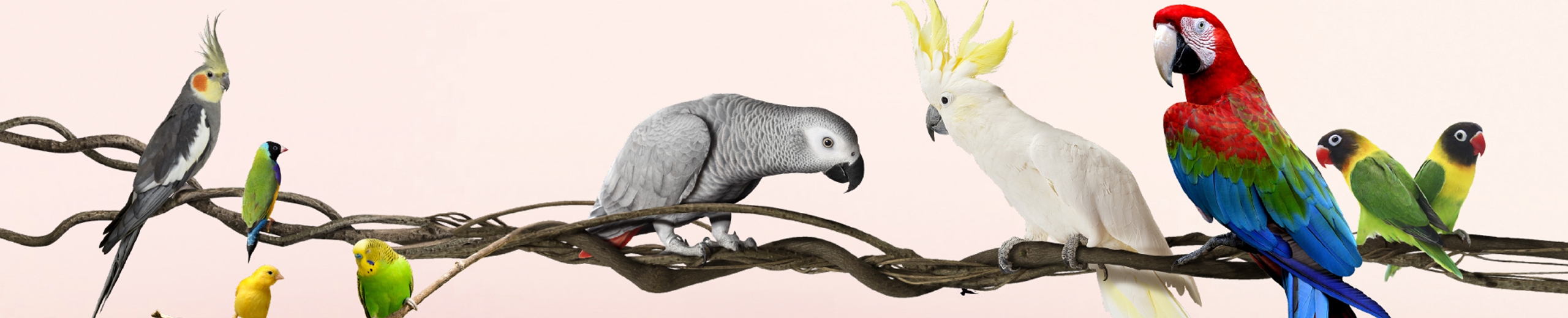 Bird Food