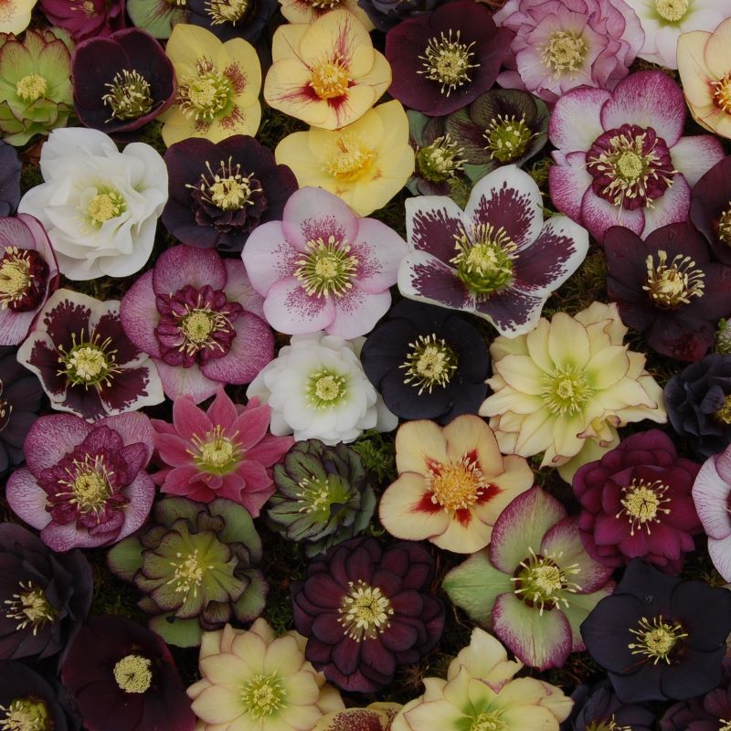 Helleborus Orientalis in varieties