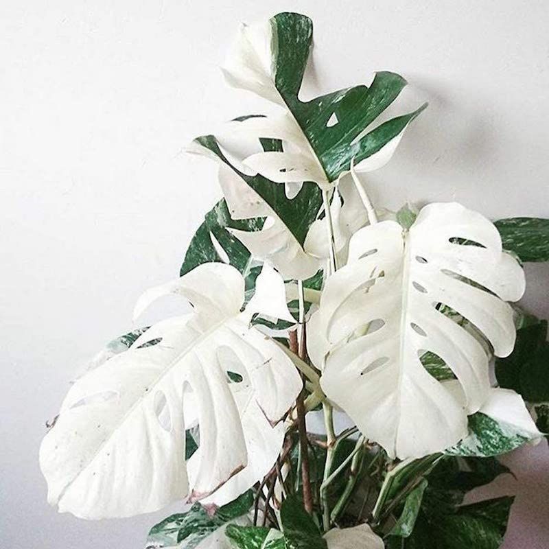 Monstera variegata lot of White