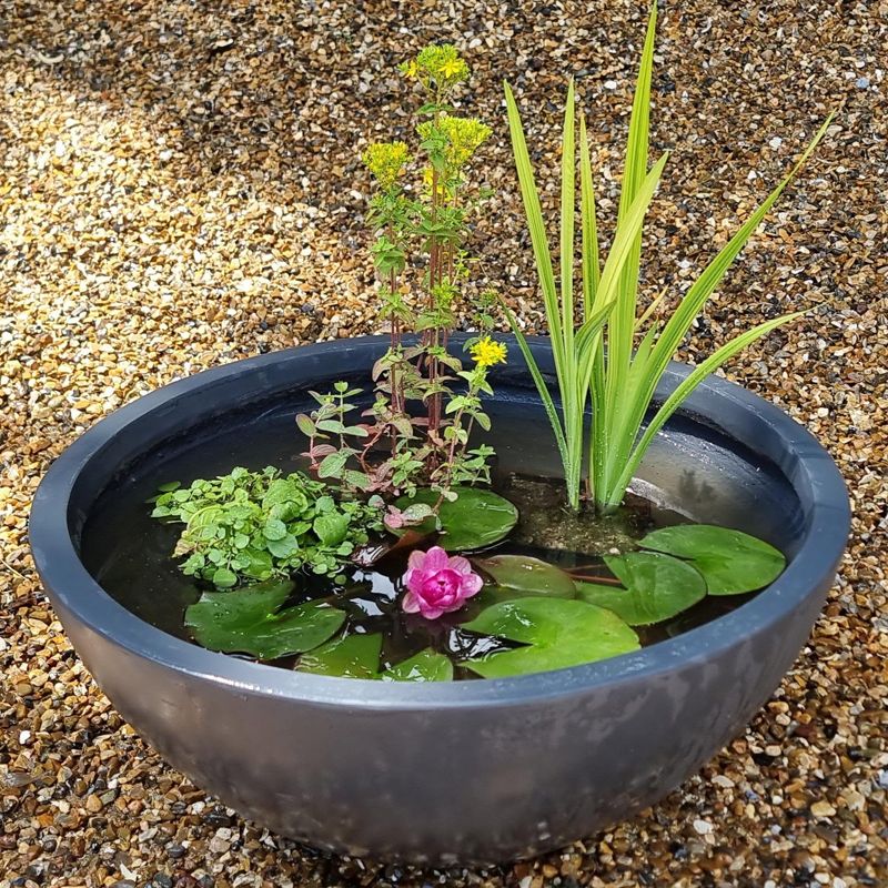 Pond In A Pot Kit