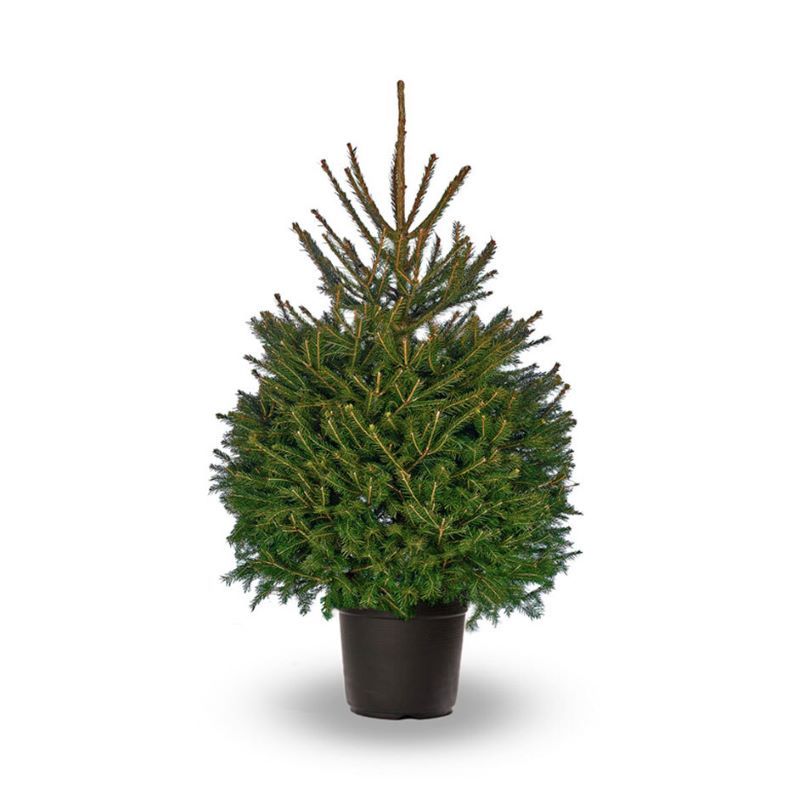 Potted Norway Spruce 100/125