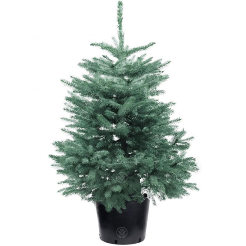 Potted Blue Spruce 100/125