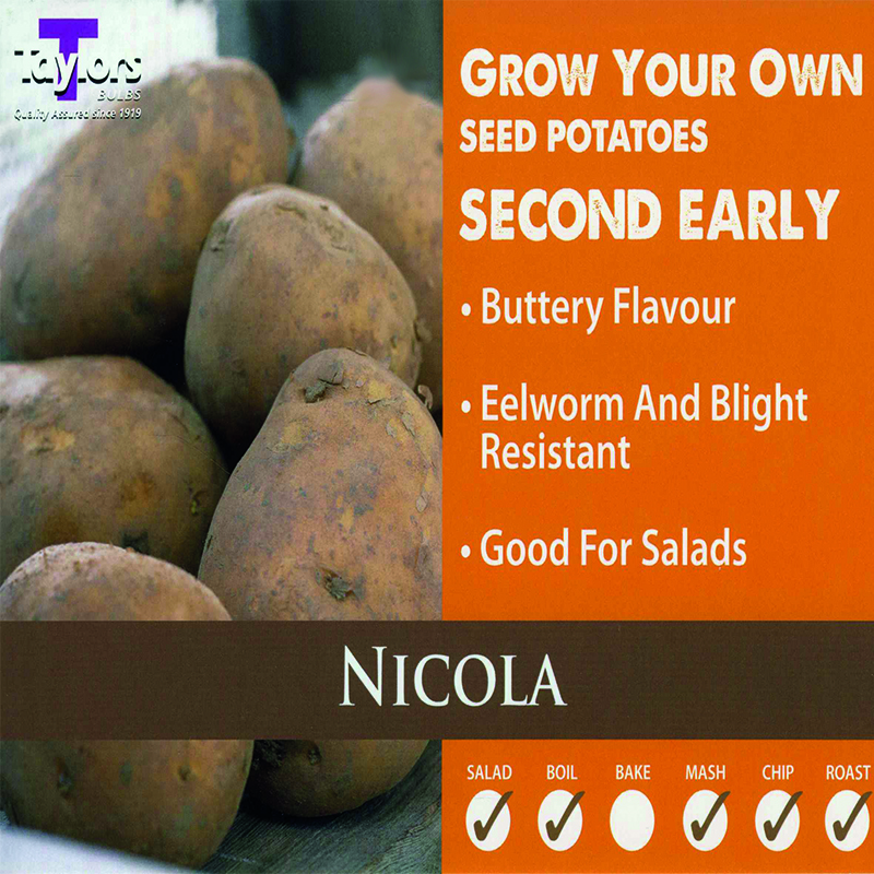 Seed Potato Nicola