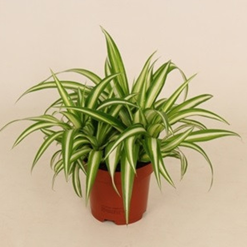 Spider Plant (Chlorophytum Comosum Atlantic)