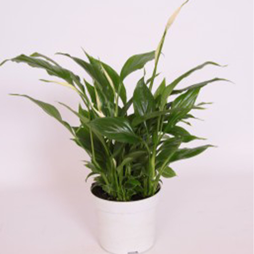 Peace Lily (Spathiphyllum Bellini)